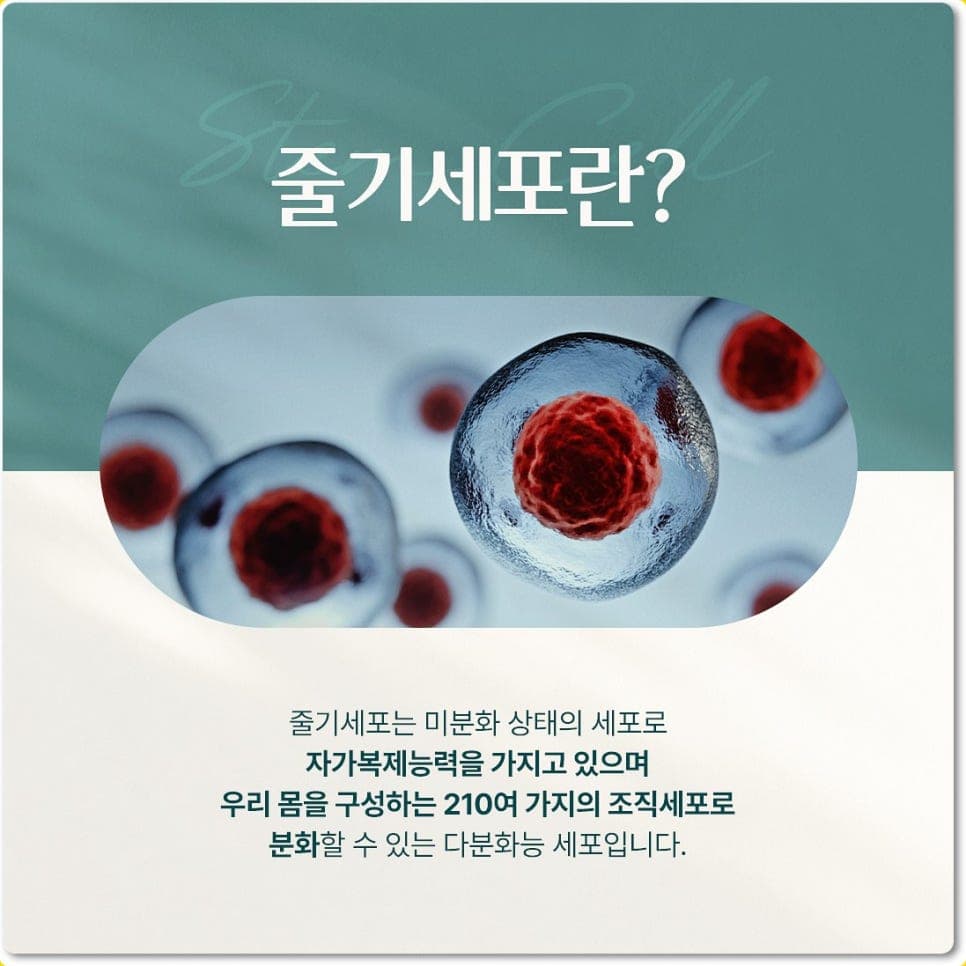 자가복제 능력을 지닌 미분화 상태의 줄기세포 이미지