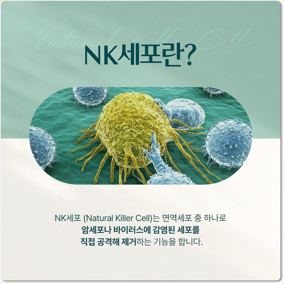 NK세포(자연살해세포) - 암세포나 바이러스에 감염된 세포를 직접 공격해 제거하는 면역세포
